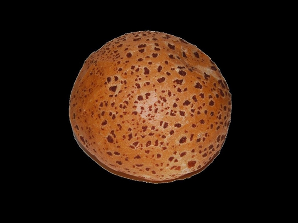 Bolletje Tijger